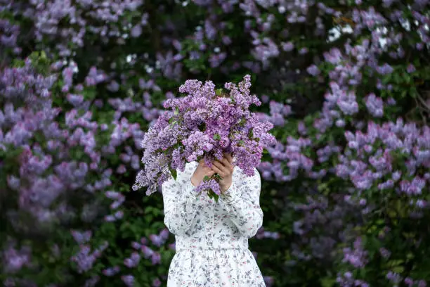 Beautiful woman in a dress covers her face with a purple bouquet of Lilacs. Girl holding large bouquet of purple flowers in her hands.