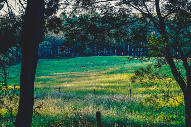 A field in Australia with kangaroos on it.
