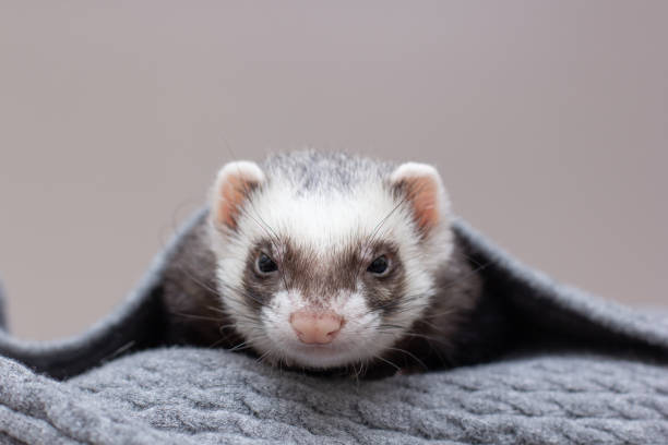 istock The ferret sleeps on the bed 1369776102