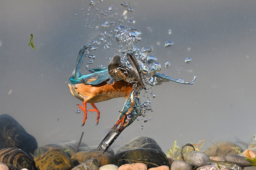 Kingfisher fishing underwater