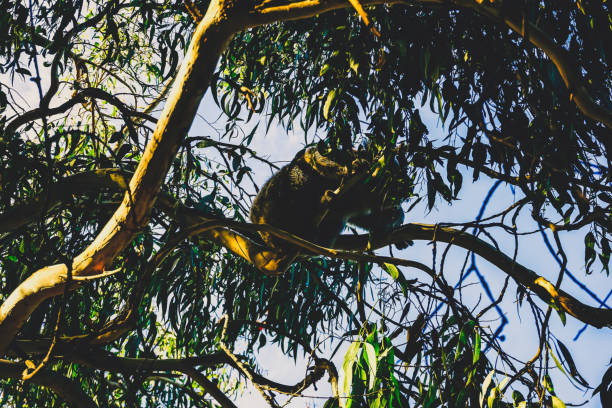 A kola on a tree in Australia.