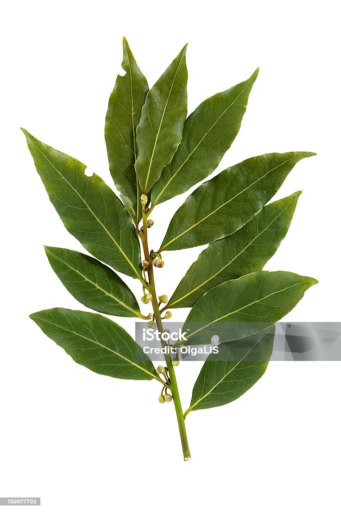 Hoja de laurel aislado sobre fondo blanco - Foto de stock de Alimento libre de derechos