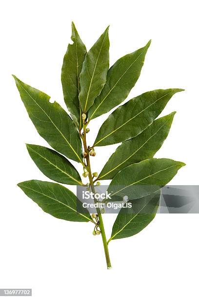 Hoja De Laurel Aislado Sobre Fondo Blanco Foto de stock y más banco de imágenes de Alimento - Alimento, Comida sana, Condimento