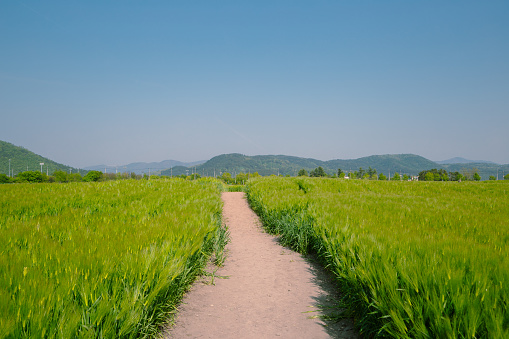 Green barley field at Hwangnyongsa Temple Site in Gyeongju, Korea