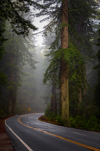 Mist in the redwood trees of the Del Norte Coast Redwoods State Park on US Route 101, also called the Redwood Highway, in northern California.