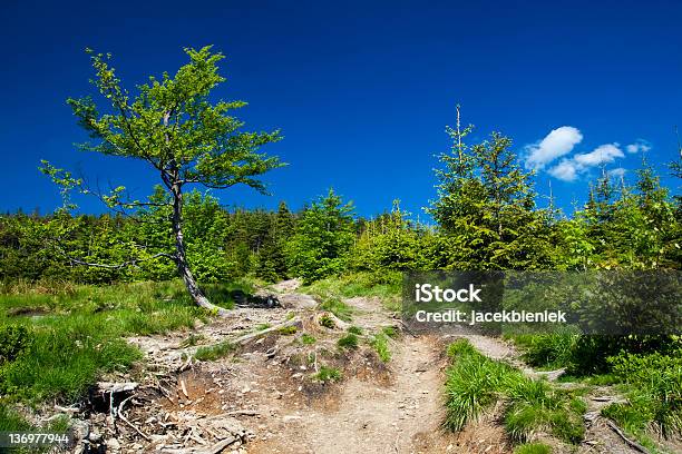 Góry Beskidy Polski - zdjęcia stockowe i więcej obrazów Bez ludzi - Bez ludzi, Chmura, Drzewo