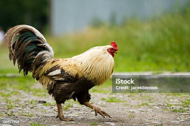 Kurek W Countryside - zdjęcia stockowe i więcej obrazów Drób - Drób, Fotografika, Horyzontalny