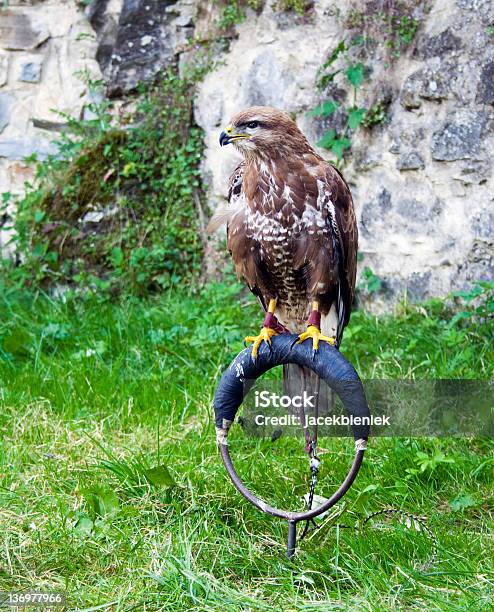 Falcon Na Ring - zdjęcia stockowe i więcej obrazów Bez ludzi - Bez ludzi, Fotografika, Jastrząb - ptak