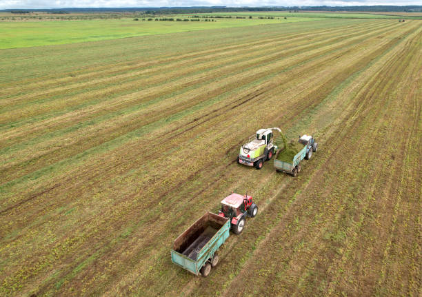 istock Cutting grass silage at field. Forage harvester on grass cutting for silage in field. Self-propelled Harvester on Hay making for cattle at farm. 1369780957