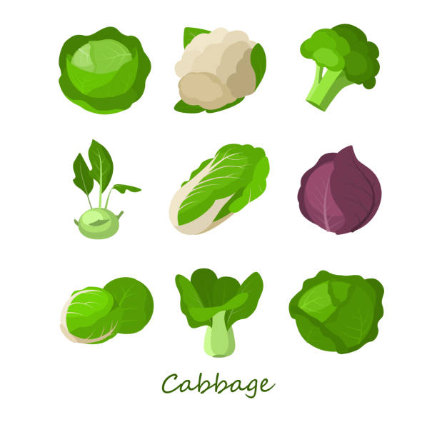 set kohl auf weißem hintergrund. vektor verschiedene arten kohl blumenkohl, rotkohl, brokkoli, peking, kohlrabi, pak choy kohl kohl im cartoon-stil. - kohlrabi on food ripe stock-grafiken, -clipart, -cartoons und -symbole