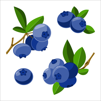 Fresh branches blueberry with green leaf in cartoon style. Vector sweet berries isolated on a white background.