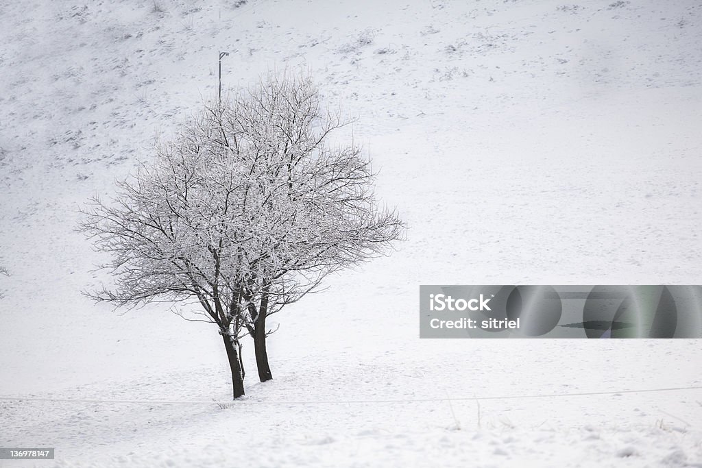 Drzewo w góry zimą - Zbiór zdjęć royalty-free (Bez ludzi)