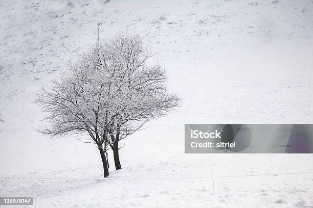 Drzewo W Góry Zimą - zdjęcia stockowe i więcej obrazów Bez ludzi - Bez ludzi, Biały, Drzewo