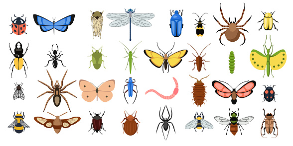 Set of different varicoloured insects on white background. Vector collection butterflies, spiders, worms, flies, bugs and other beetles in cartoon style.