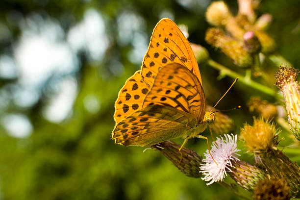 Argynnis paphia butterfly on a green background Macro photography of beautiful Argynnis paphia butterfly on a green background. silver washed fritillary butterfly stock pictures, royalty-free photos & images