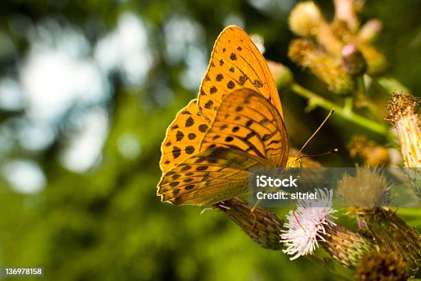 Argynnis Paphia Motyl Na Zielonym Tle - zdjęcia stockowe i więcej obrazów Bez ludzi - Bez ludzi, Fotografika, Horyzontalny