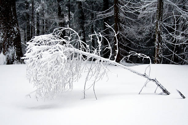 Small spruce tree covered by snow stock photo