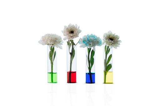 Chrysanthemum buds in transparent test tubes with colored water. The process of coloring white flowers. Changing  white flowers into another color with food coloring. Isolated.