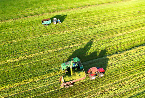 istock Cutting grass silage at field. Forage harvester on grass cutting for silage in field. 1369782496