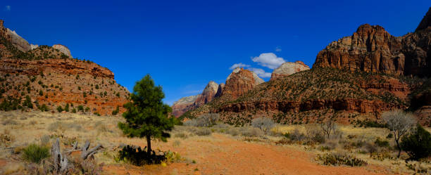 istock Zions National Park Canyon with Pine Tree Blue Sky Cliffs and Cacti Cactus 1369782508