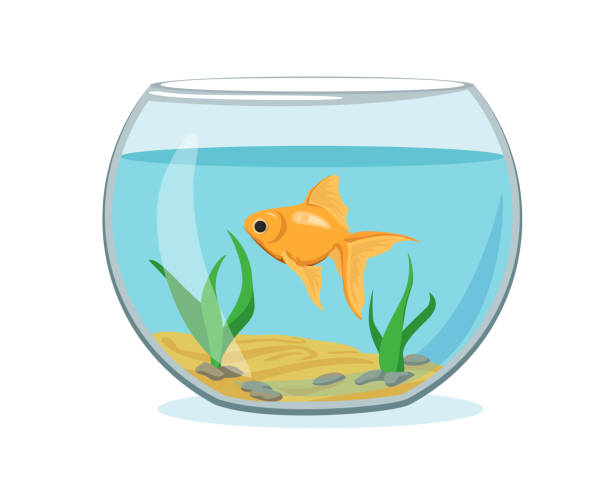 Illustration aquarium with goldfish on white background. Vector silhouette of golden fish with water, algae, sand and stones in cartoon style. Illustration aquarium with gold fish on white background. Vector silhouette of golden fish with water, algae, sand and stones in cartoon style. goldfish bowl stock illustrations