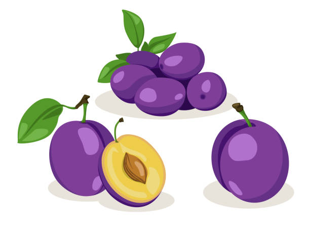 frische pflaume mit blatt im cartoon-stil. vektor ganze und teile süße pflaume isoliert auf weißem hintergrund. - plum stock-grafiken, -clipart, -cartoons und -symbole