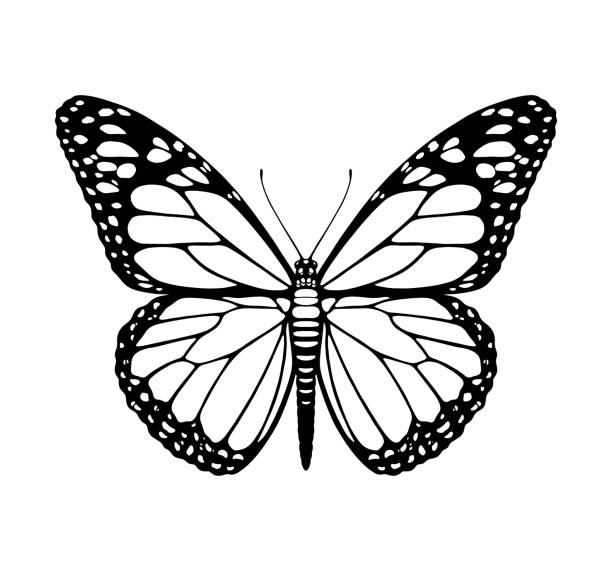 Butterfly silhouette Butterfly silhouette illustration simple butterfly outline pictures stock illustrations