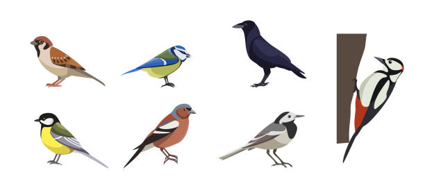 set von verschiedenen vögeln auf weißem hintergrund. vektorsammlung spatz, meise lazarev, turm, buntspecht, bachstelze, buchfink, kohlmeise im cartoon-stil. - chaffinch stock-grafiken, -clipart, -cartoons und -symbole