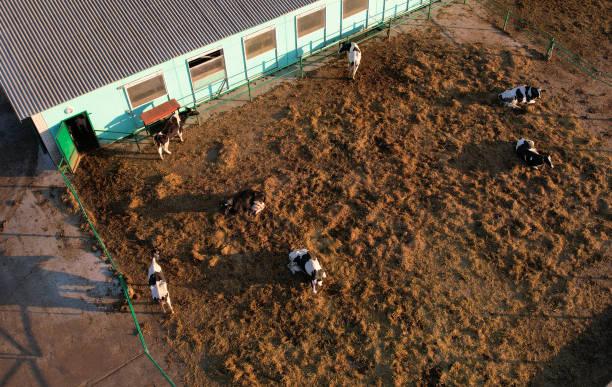 istock Cowshed with cows near farm. Farmland with cattle. 1369783089