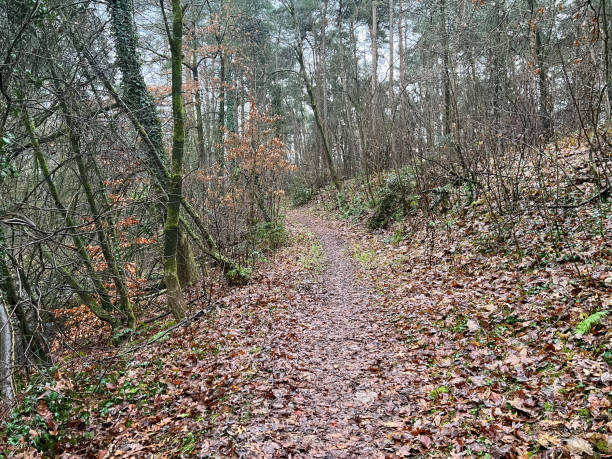 istock Path through a forest in winter in the city called 