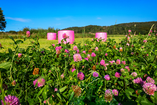 Ensilage packages. Swedish Pink Ribbon organisation for breast cancer awareness campaigned together with swedish farmers to pack ensilage in pink plastic. Red clovers was saved for insect to have a place to feed, ecology conserving