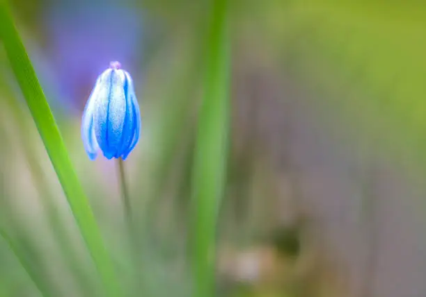 Scilla forbesii, aka spring star, Portal straw