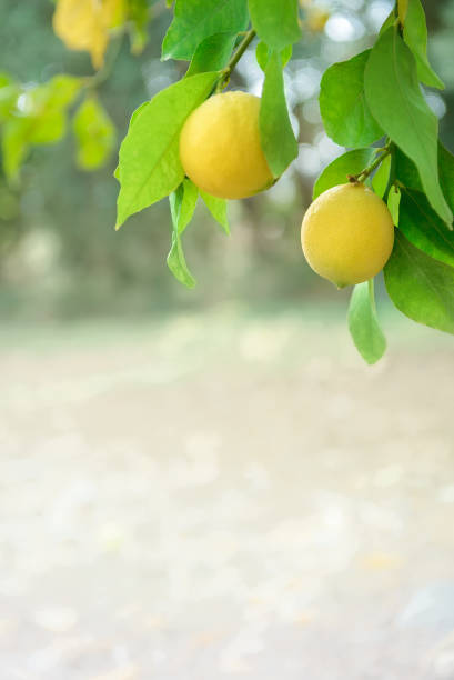istock Lemon fruits growing on tree branches in citrus garden. Vertical shot with copy space 1369785947