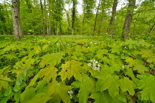 forest floor covered with young maple trees with white blossoms of ramsons