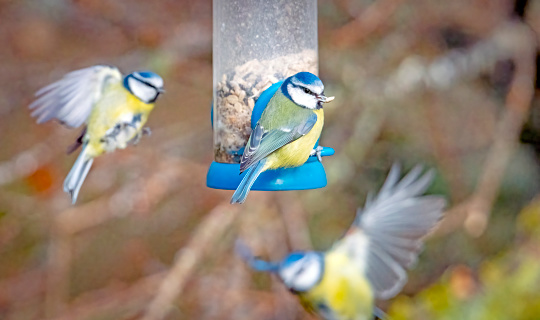 Blue Tits around a feeder