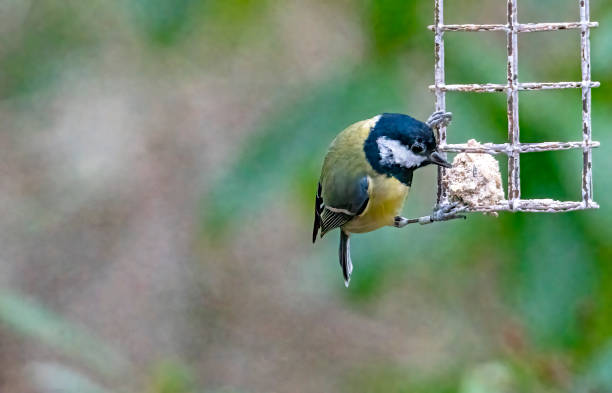 istock Great Tit in a bird feeder 1369787279