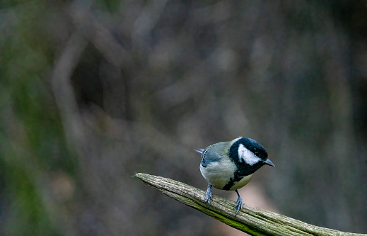 Great Tit in a tree