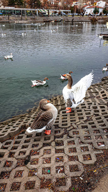 istock Couple of goose 1369788026