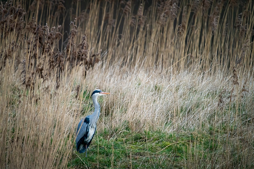 Heron in a reed bed.