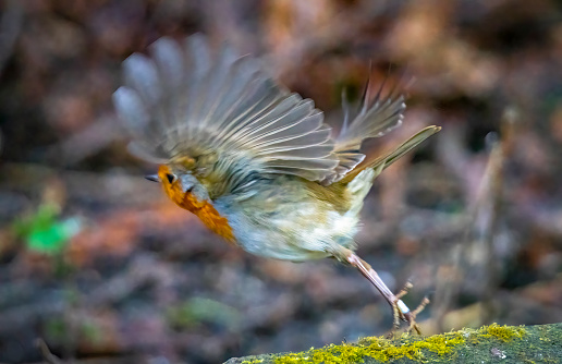 Robin taking off