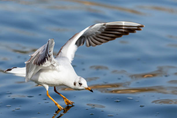 Seagull in flight over water with open wings