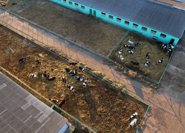 istock Cowshed with cows near farm. Farmland with cattle. 1369788405