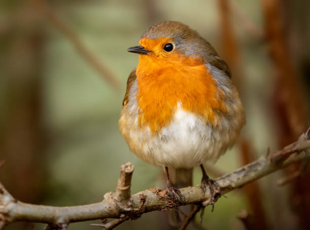 istock A robin sits on a branch and fluffs up it's feathers against the cold 1369788488