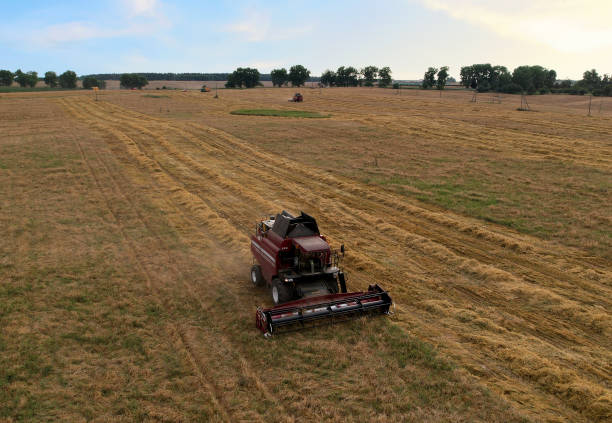 istock Combine harvester on harvesting oilseed rape in field. 1369788516