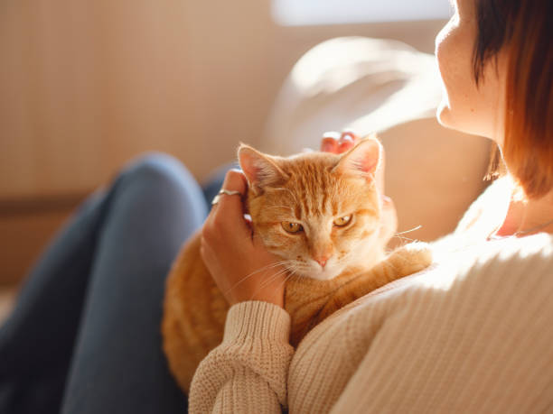 istock woman resting with cat on sofa at home 1369788561