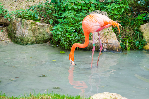 Greater flamingo (Phoenicopterus roseus), the most widespread  species of the flamingo family