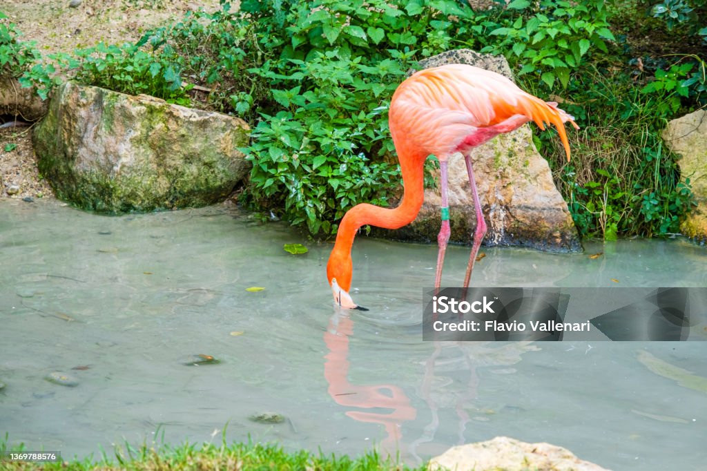 Greater flamingo (Phoenicopterus roseus) Greater flamingo (Phoenicopterus roseus), the most widespread  species of the flamingo family Bird Stock Photo