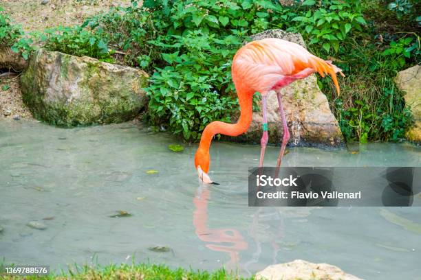 Greater Flamingo Stock Photo - Download Image Now - Bird, Environmental Conservation, Greater Flamingo