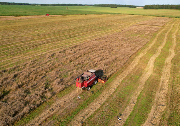 istock Combine harvester on harvesting oilseed rape in field. 1369788658