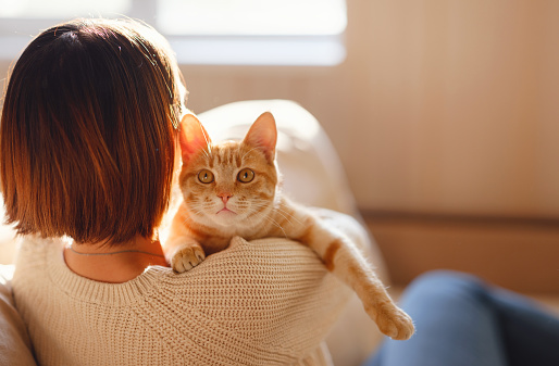 Young asian woman wears warm sweater resting with tabby cat on sofa at home one autumn day. Indoor shot of amazing lady holding ginger pet. Morning sleep time at home. Soft focus.